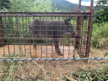 令和7年の副業報奨金と仕事としての狩猟について